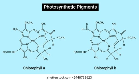 Fotosynthetische Pigmente : Chlorophyll a und Chlorophyll b