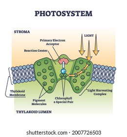 Photosystem process as chemical light absorption in plants outline diagram. Photosynthesis thylakoid lumen and stroma closeup with photochemistry explanation in educational scheme vector illustration.