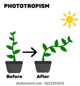 Ilustração vetorial de biologia fototropista. Explicação educacional da biologia ou do comportamento das plantas. Planta cresce na direção da luz solar com o hormônio auxina planta clip arte vetor ilustração gráfica