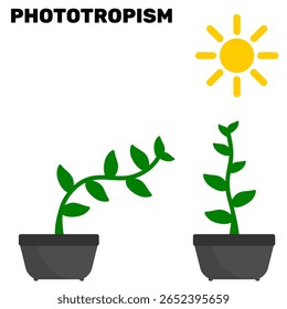 Ilustração vetorial de biologia fototropista. Explicação educacional da biologia ou do comportamento das plantas. Planta cresce na direção da luz solar com o hormônio auxina planta clip arte vetor ilustração
