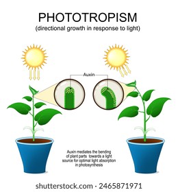 Fototropismus. gerichtetes Wachstum der Pflanze als Reaktion auf Licht. Auxin-Hormon, das die Biegung von Pflanzenteilen zu einer Lichtquelle für optimale Lichtabsorption in der Fotosynthese vermittelt.