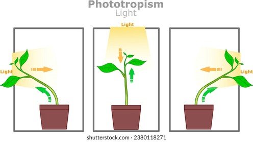 Luz fototropismo. La planta crece en dirección al sol, con la hormona de la auxina. Maximizar la absorción de energía para la fotosíntesis. Vector de ilustración