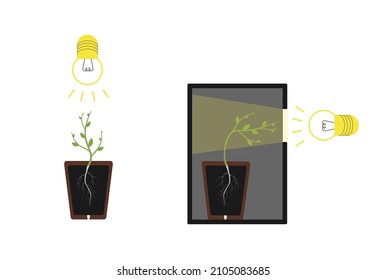 Phototropism – It is the movement of plants in response to light, plant in the box. Isolated Vector flat illustration.