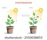 Phototropism is a plant's growth response to light, with stems bending toward the light source to maximize photosynthesis.