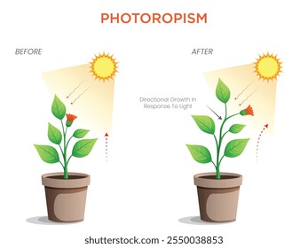 Der Fototropismus ist die Wachstumsreaktion einer Pflanze auf das Licht, wobei sich die Stängel zur Lichtquelle hin biegen, um die Fotosynthese zu maximieren.