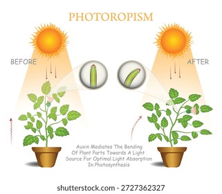 Fototropismus-Prozessdiagramm zur Erklärung der Auxin-kontrollierten Pflanzenbiegung zum Licht, vor und nach der Biologie.