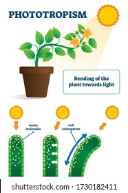 Phototropism vector illustration. Labeled plants bending towards sun light scheme. Biological process explanation with auxin molecules and cell enlongation. Educational model with response to stimulus