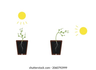 Phototropism vector illustration. Labeled plants bending towards sun light. Educational model with response to stimulus