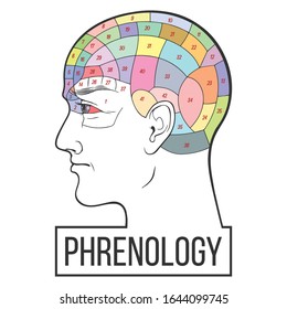 Phrenology Head Brain Map Vector