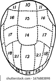 phrenology is a psychological theory that the shape and bumps on a person's head can tell what mental powers and sentiments the person uses the most. The images make up the phrenology chart.