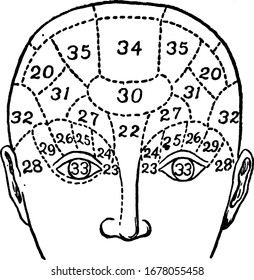 Phrenology is a psychological theory that the shape and bumps on a person's head can tell what mental powers and sentiments the person uses the most. The images make up the phrenology chart.