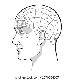 Phrenology Retro Pseudoscience Poster Or Print Design Isolated Hand Drawn Vector Illustration