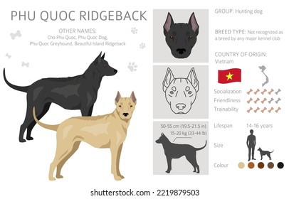 Phu Quoc Ridgeback clipart. All coat colors set.  All dog breeds characteristics infographic. Vector illustration