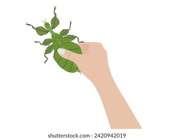 Phylliidae on a white background.