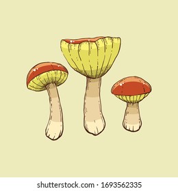 phylloporus rhodoxanthus isolated on light background