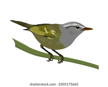 Phylloscopus maculipennis on a white background.