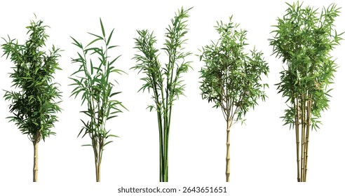 Phyllostachys aureosulcata spectabilis, Conjunto de árvores de bambu Phyllostachys reticulata, frontal isolada, ilustração vetorial, folhagem evergreen, clipart botânico para design de jardim.