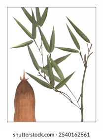 Phyllostachys nigra, hand-painted floral and botanical painting, hand-painted herbal painting, natural herbs.