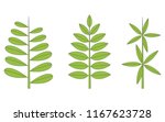Phyllotaxis. Leaf arrangement