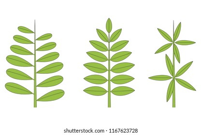 Phyllotaxis. Leaf Arrangement