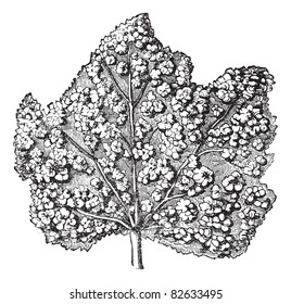 Phylloxera. - Surface of a leaf covered with galls, vintage engraved illustration. Trousset encyclopedia (1886 - 1891).