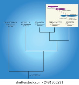 Phylogenetic tree and the differentiation between human, chimpanzee and other primate isolated in the background.	