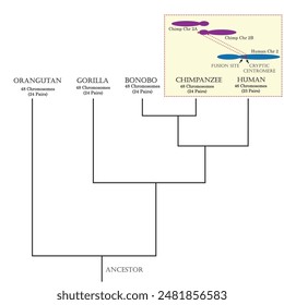 Phylogenetic tree and the differentiation between human, chimpanzee and other primate isolated in the background.	