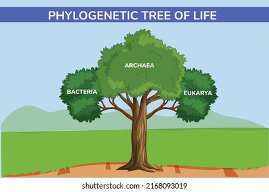 Phylogenetic Tree Of Life Archaea Fungi Bacteria Vector Diagram