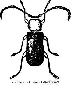Phymatodes amaenus species adults are little small, flattened with an oval head, vintage line drawing or engraving illustration.