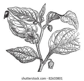 Physalide Peru (Physalis peruviana), cape gooseberry, Inca berry, golden berry, giant ground cherry, Peruvian groundcherry, Peruvian cherry, poha, ras bhari, aguaymanto or uvilla. Trousset 1886 - 1891