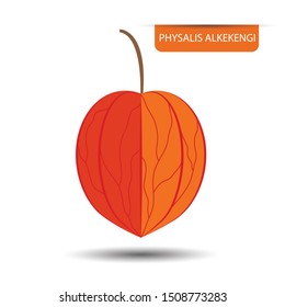 Physalis alkekengi, bladder cherry , Chinese lantern, Japanese lantern, strawberry groundcherry or winter cherry. fruit on white background. Flat design style. vector illustration.