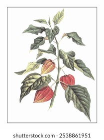 Physalis alkekengi, hand-painted floral and botanical painting, hand-painted herbal painting, natural herbs.