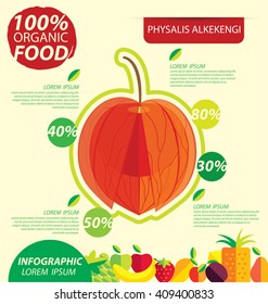 Physalis alkekengi. Infographic template. vector illustration.