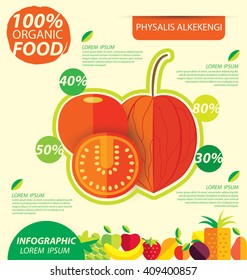Physalis alkekengi. Infographic template. vector illustration.