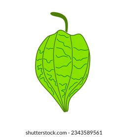 physalis angulata fruit vector on white background.illustration of ciplukan or cecendet fruit