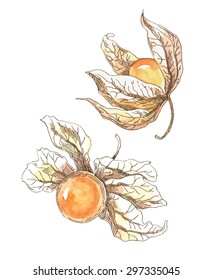 Physalis autotraced vector sketch, color. Watercolor. Lineart.