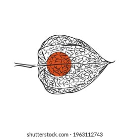 Physalis autotraced vector sketch, greyscale. physalis, vector sketch on a white background