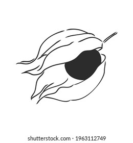 Physalis autotraced vector sketch, greyscale. physalis, vector sketch on a white background