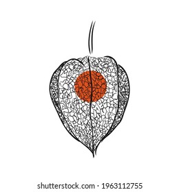 Physalis autotraced vector sketch, greyscale. physalis, vector sketch on a white background