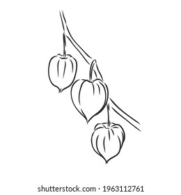 Physalis autotraced vector sketch, greyscale. physalis, vector sketch on a white background