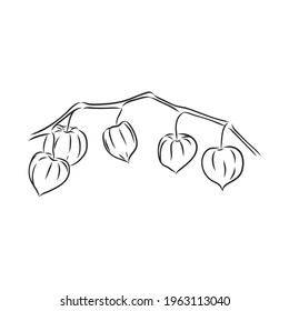 Physalis autotraced vector sketch, greyscale. physalis, vector sketch on a white background