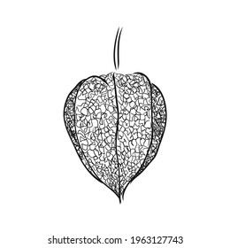 Physalis autotraced vector sketch, greyscale. physalis, vector sketch on a white background