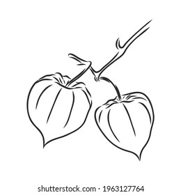 Physalis autotraced vector sketch, greyscale. physalis, vector sketch on a white background