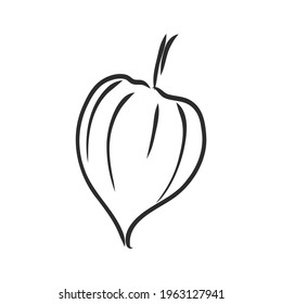 Physalis autotraced vector sketch, greyscale. physalis, vector sketch on a white background