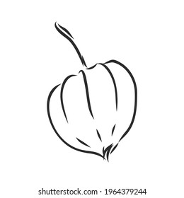 Physalis autotraced vector sketch, greyscale. physalis, vector sketch on a white background