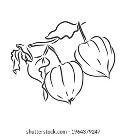 Physalis autotraced vector sketch, greyscale. physalis, vector sketch on a white background