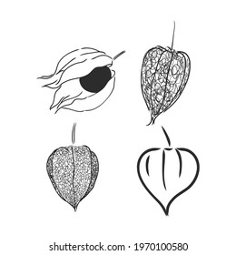 Physalis autotraced vector sketch, greyscale physalis vector sketch