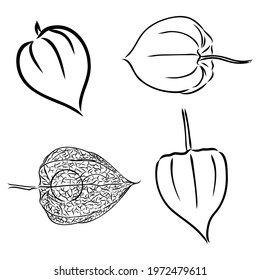 Physalis autotraced vector sketch, greyscale physalis vector sketch