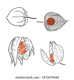 Physalis autotraced vector sketch, greyscale physalis vector sketch