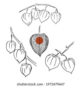 Physalis autotraced vector sketch, greyscale physalis vector sketch